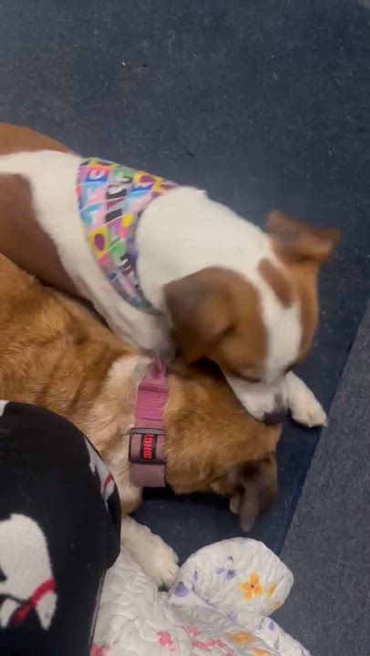 Enlarge Molly Wolly, a ADOPTABLE Jack Russell Terrier in Marshall, NC video 6/6