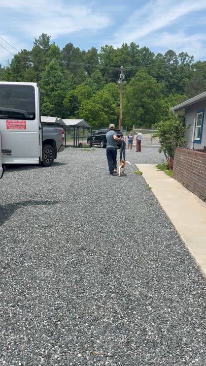 Enlarge Molly Wolly, a ADOPTABLE Jack Russell Terrier in Marshall, NC video 5/6