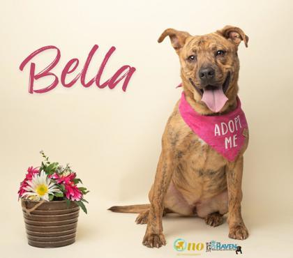 Enlarge Bella, a Adoptable mixed breed in Fairhope, AL image 1/1