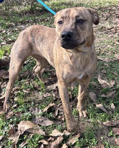Enlarge Bella, a Adoptable mixed breed in Fairhope, AL image 1/1