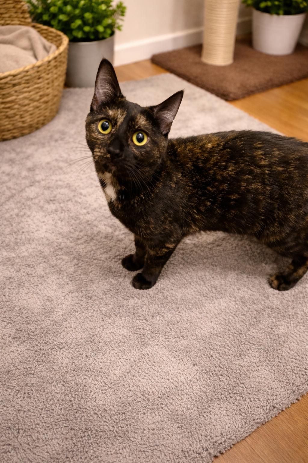 Tiana, Adoptable, Young Female Domestic Medium Hair.