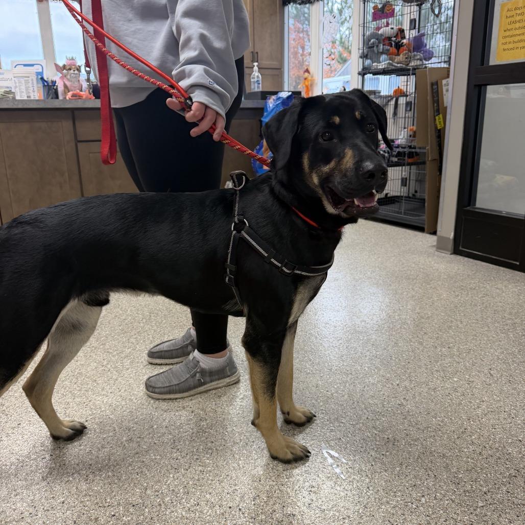 Lucky Ducky, Adoptable, Young Male German Shepherd Dog & Black Labrador Retriever.