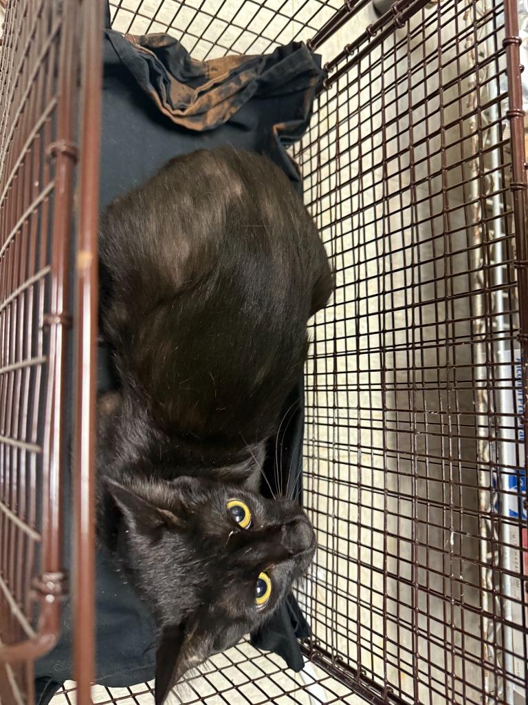 Andie, Adopted, Young Female Domestic Short Hair.