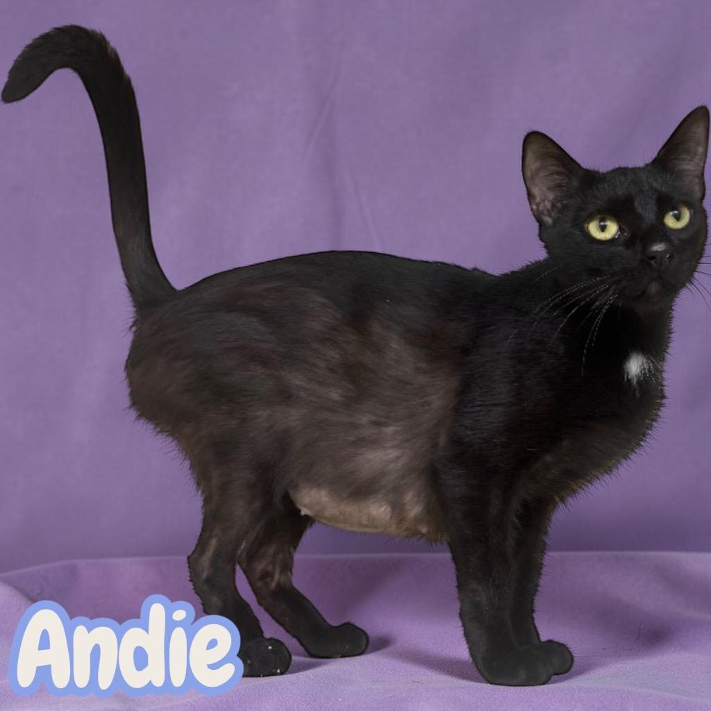 Andie, a Adopted Domestic Short Hair in Sorrento, LA image 2/3