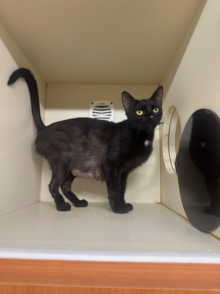 Andie, a Adopted Domestic Short Hair in Sorrento, LA image 3/3