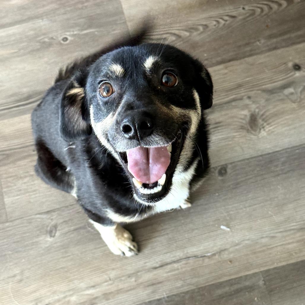 Ace, Adoptable, Adult Male Mixed Breed.