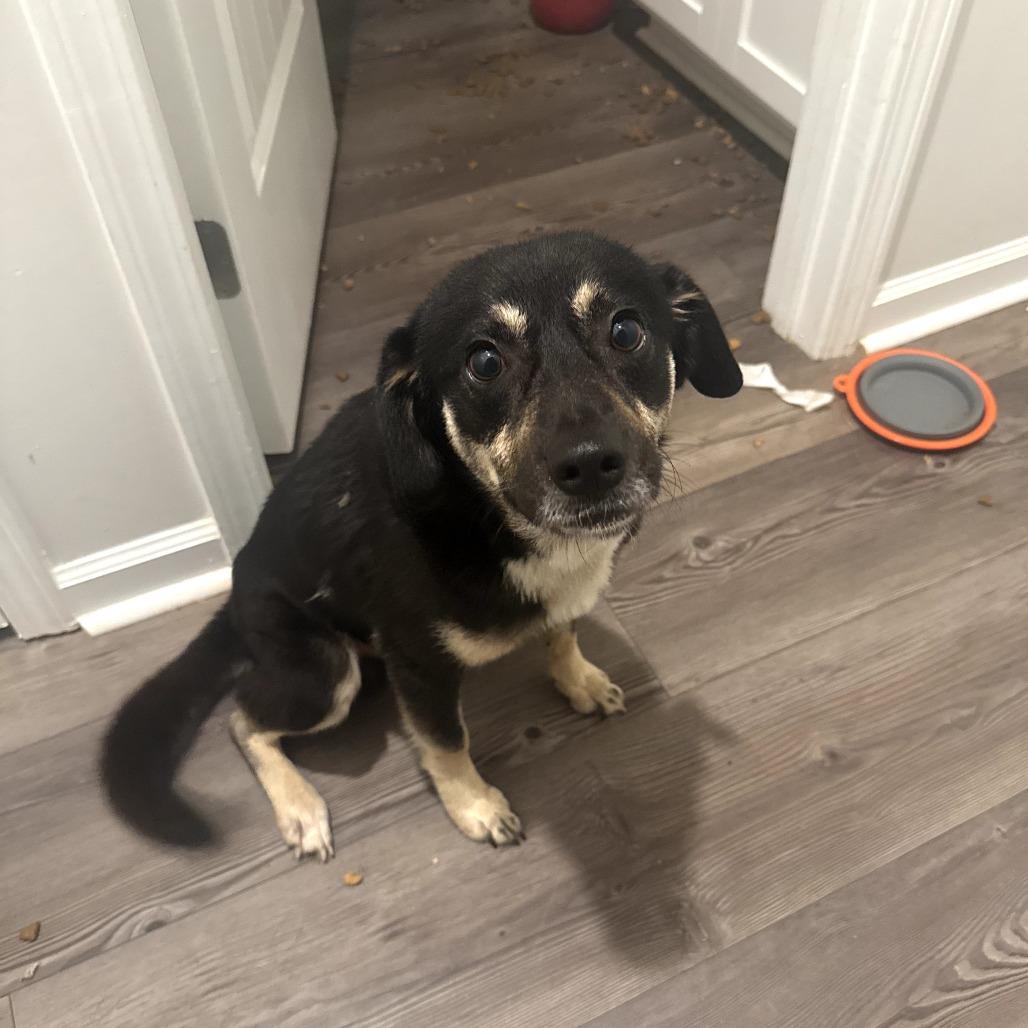 Enlarge Ace, a Adoptable Mixed Breed in Hinesville, GA image 2/4