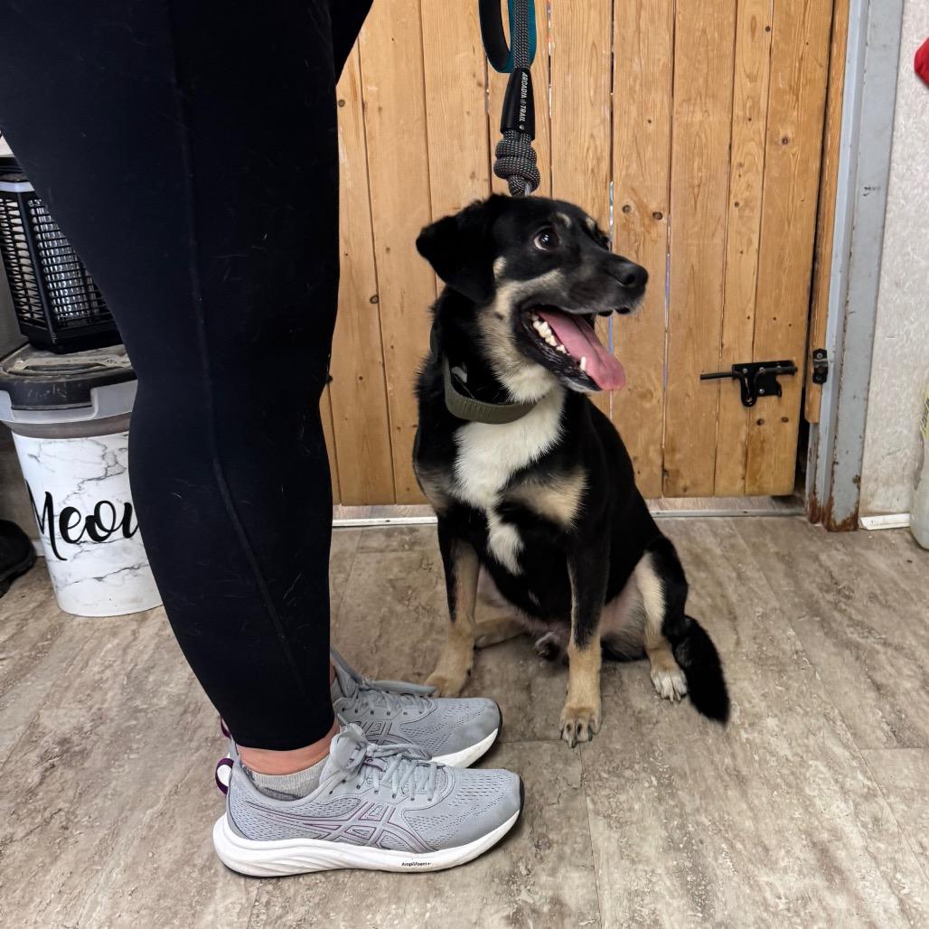 Enlarge Ace, a Adoptable Mixed Breed in Hinesville, GA image 3/4