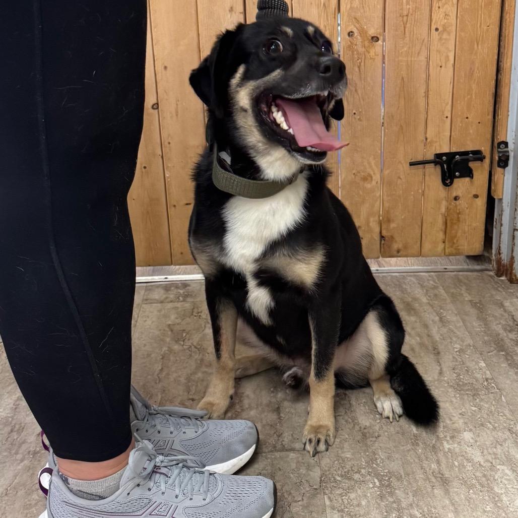 Enlarge Ace, a Adoptable Mixed Breed in Hinesville, GA image 4/4