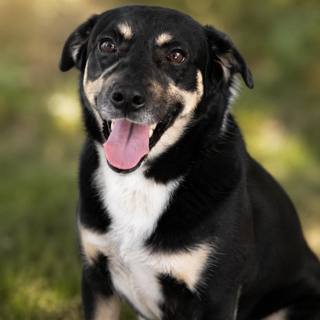Enlarge Ace O'Neal, a Adoptable Mixed Breed in Hinesville, GA image 6/6