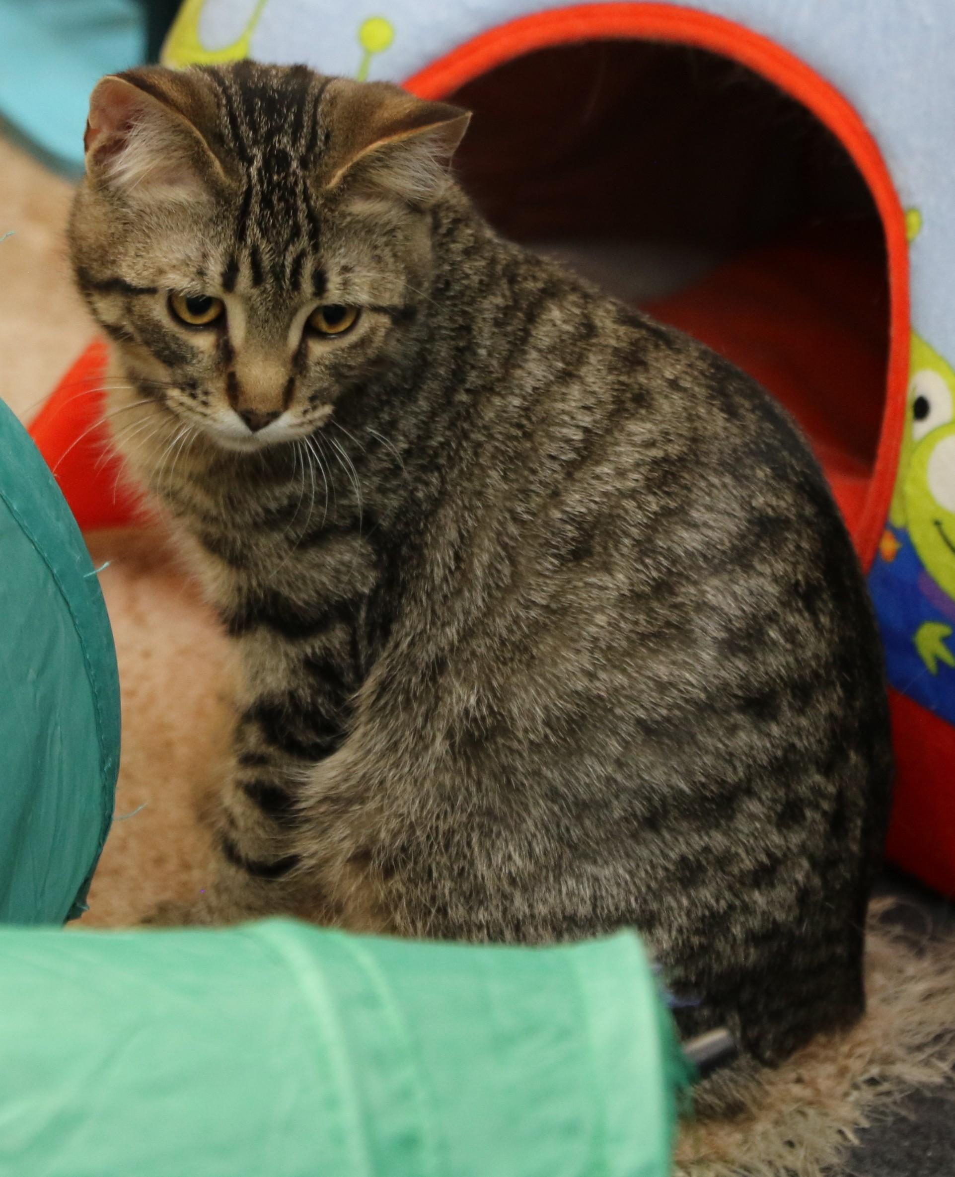 Ziggy, an adoptable Domestic Short Hair, Tabby in Cut Bank, MT, 59427 | Photo Image 5