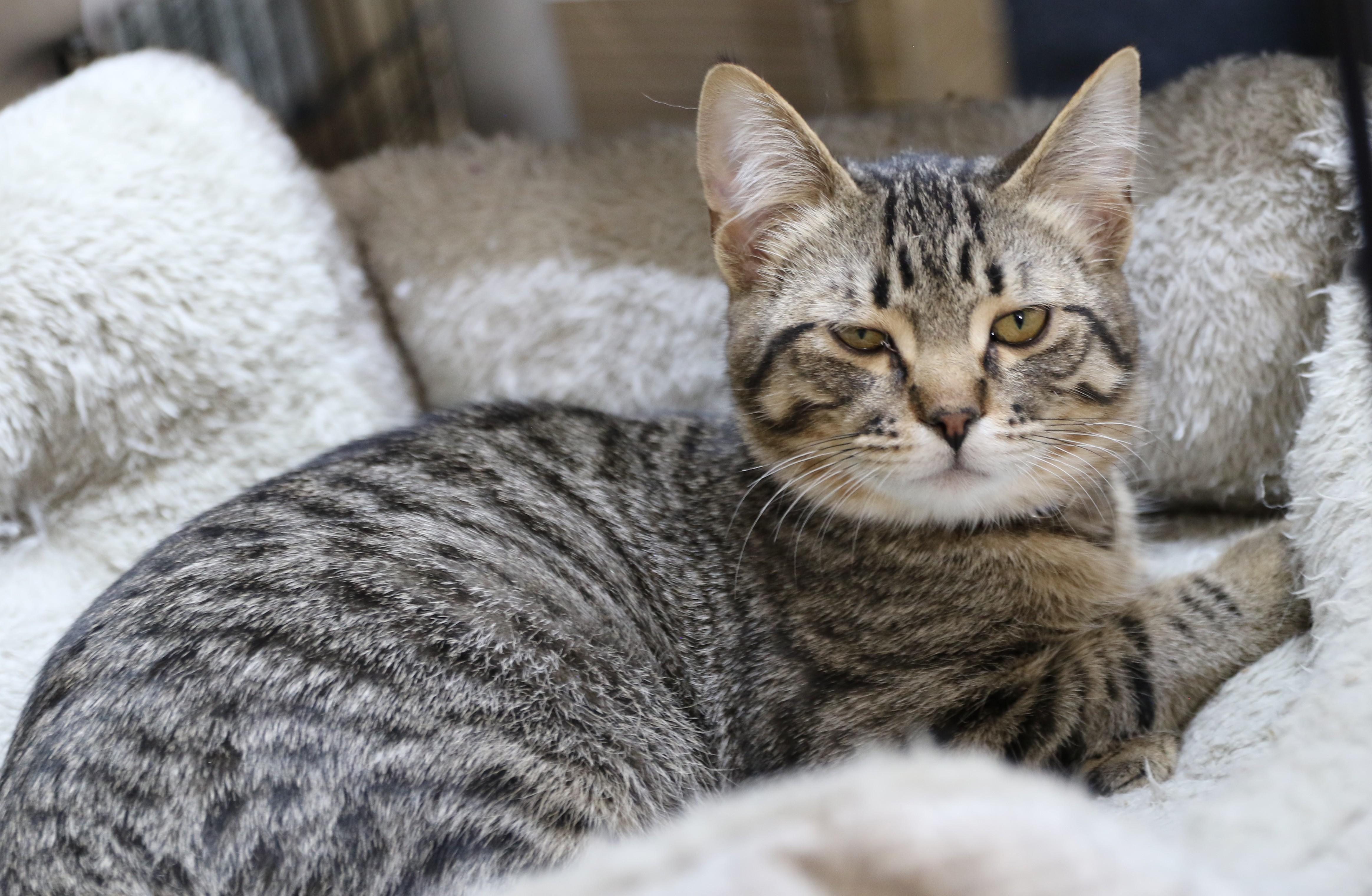 Ziggy, an adoptable Domestic Short Hair, Tabby in Cut Bank, MT, 59427 | Photo Image 2