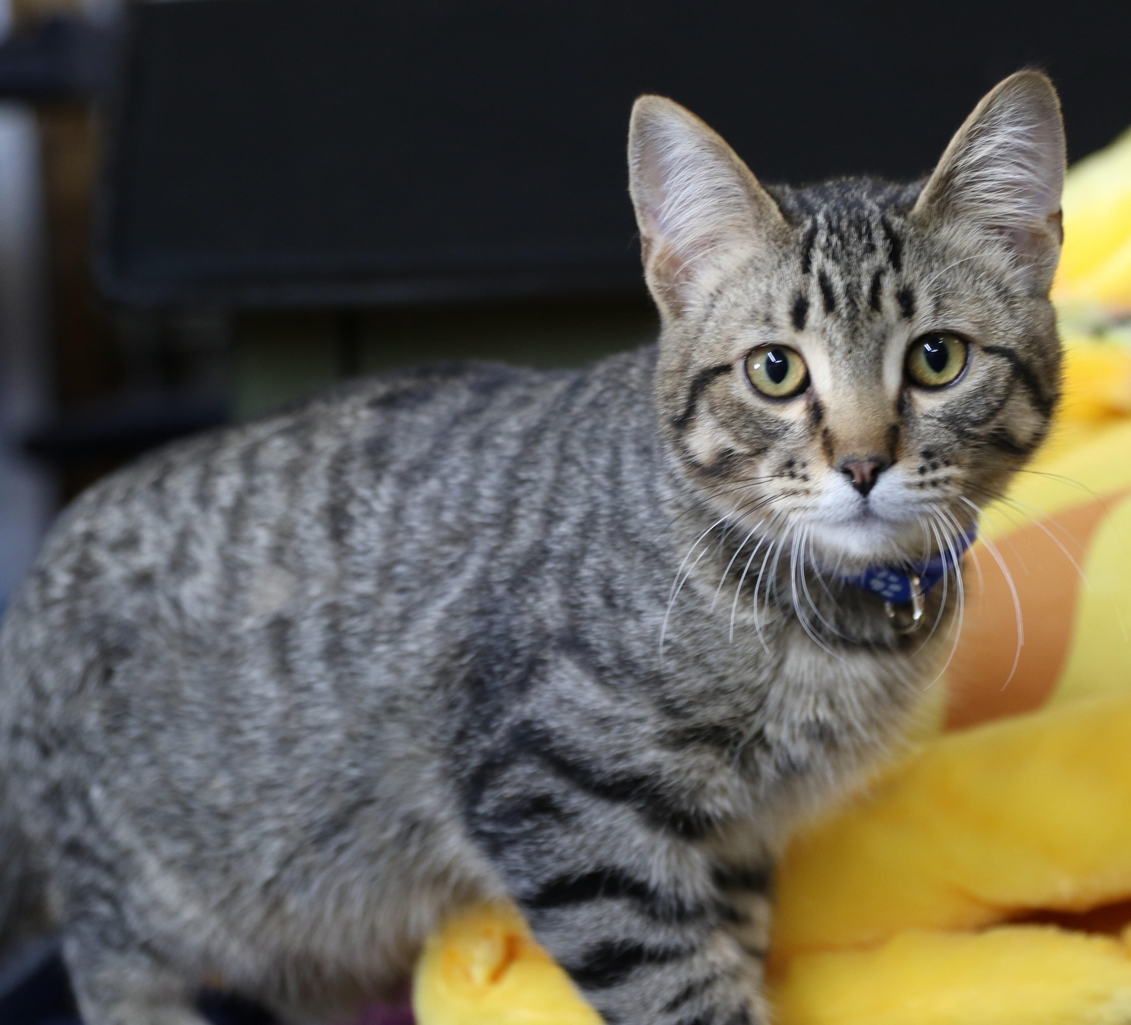 Ziggy, an adoptable Domestic Short Hair, Tabby in Cut Bank, MT, 59427 | Photo Image 6