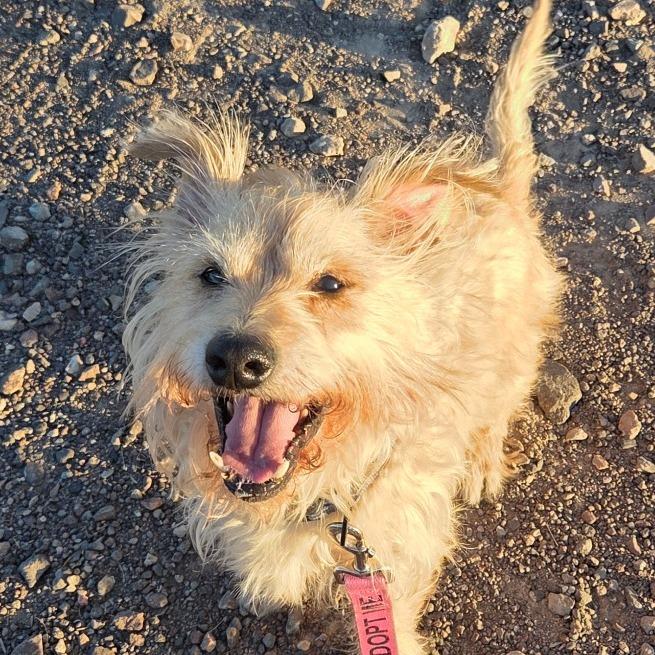 Jax 54608, Adoptable, Senior Male Terrier & Mixed Breed.