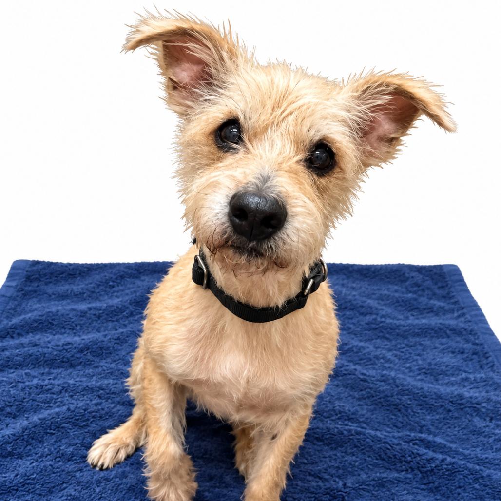 Enlarge Jax 54608, a Adoptable mixed breed in Las Vegas, NV image 2/2