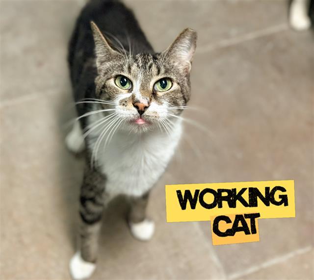 MONTAY, Adoptable, Adult Female Domestic Short Hair.