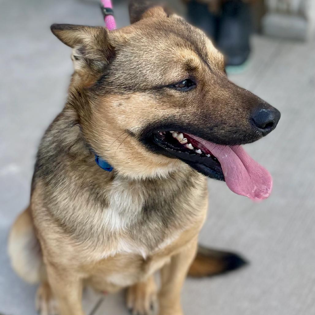 Enlarge Brussel Sprout 25-1823, a Adoptable Mixed Breed in Yanceyville, NC image 1/6