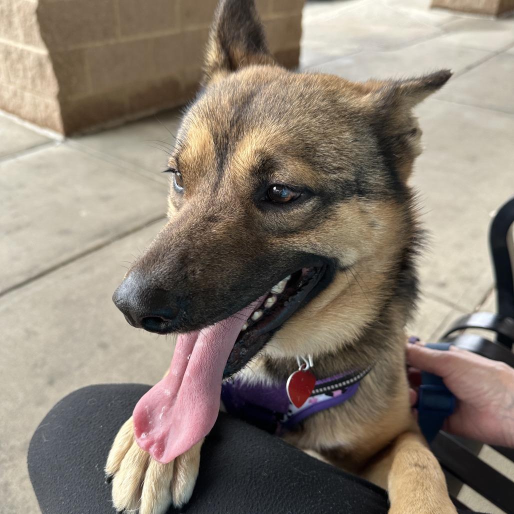 Enlarge Brussel Sprout 25-1823, a Adoptable Mixed Breed in Yanceyville, NC image 2/6