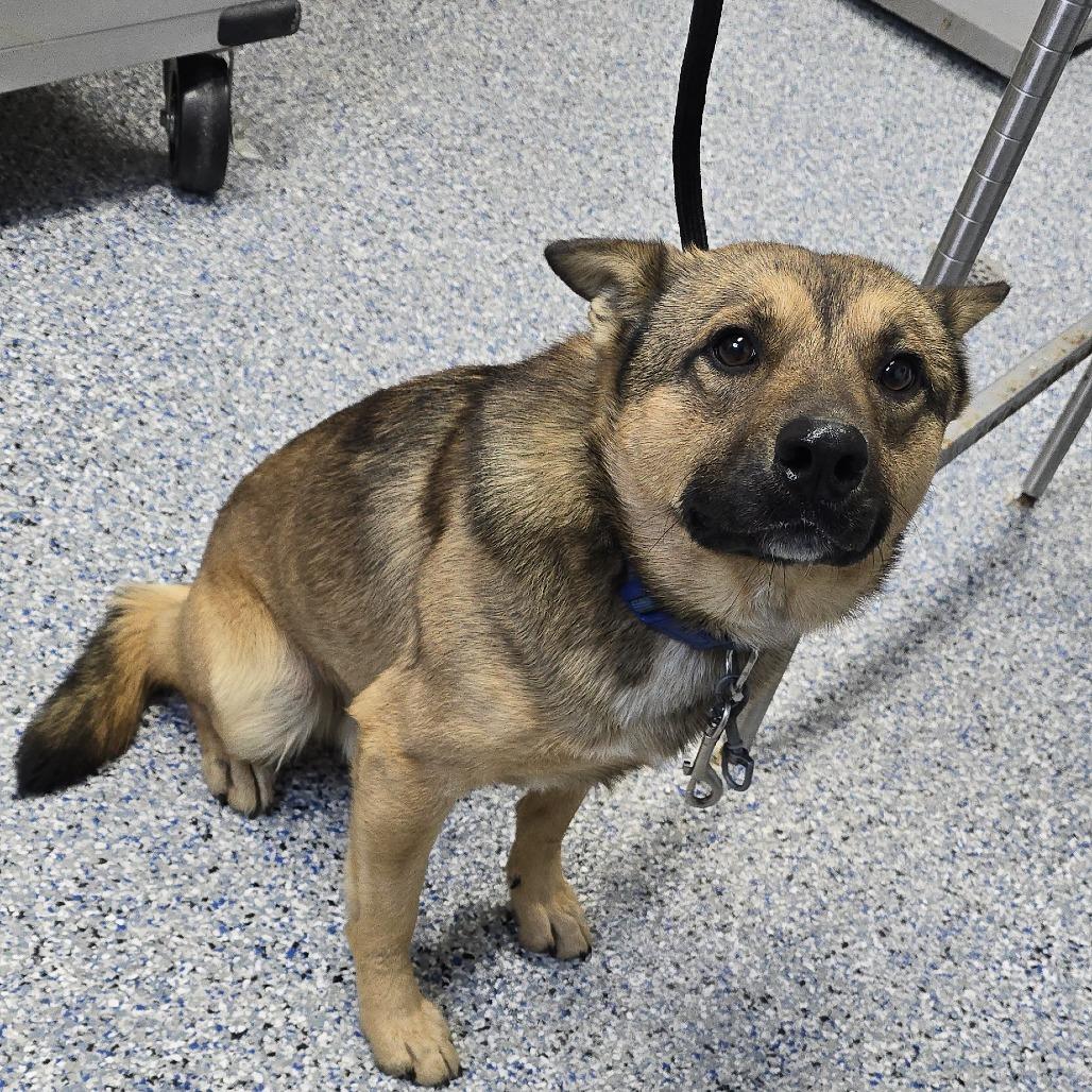 Enlarge Brussel Sprout 25-1823, a Adoptable Mixed Breed in Yanceyville, NC image 3/6