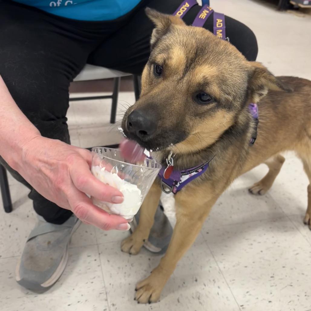 Enlarge Brussel Sprout 25-1823, a Adoptable Mixed Breed in Yanceyville, NC image 4/6