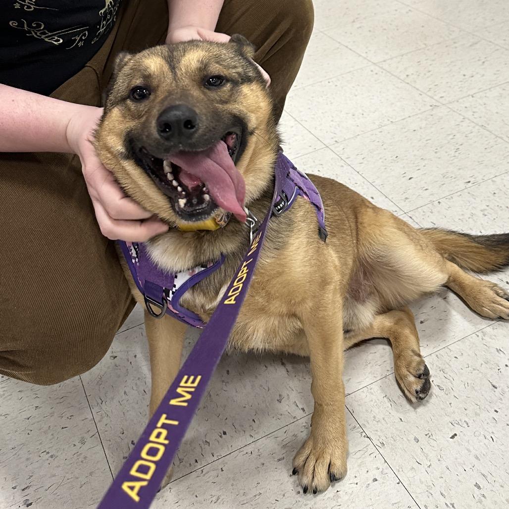 Enlarge Brussel Sprout 25-1823, a Adoptable Mixed Breed in Yanceyville, NC image 5/6