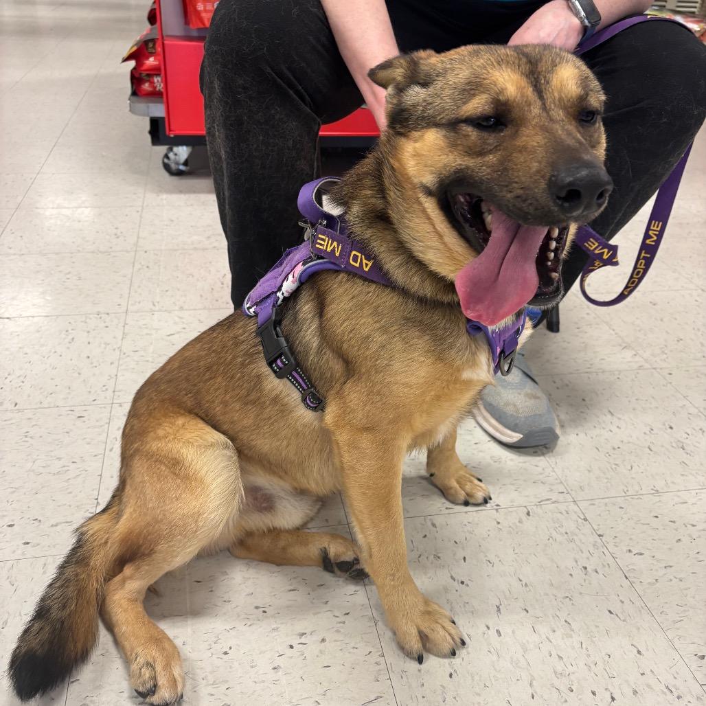 Enlarge Brussel Sprout 25-1823, a Adoptable Mixed Breed in Yanceyville, NC image 6/6