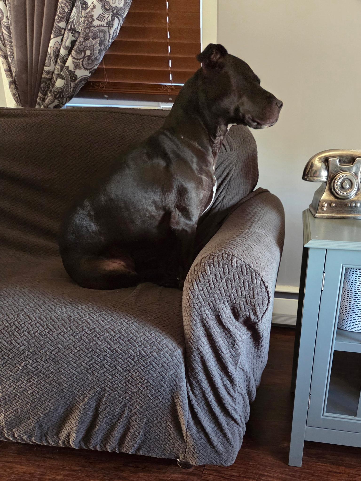 Bonnie, a ADOPTABLE mixed breed in Clementon, NJ image 2/3