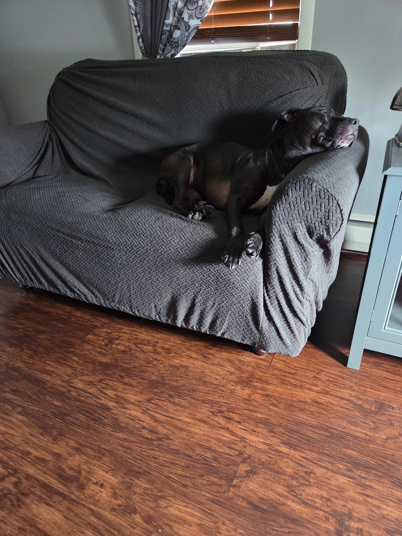 Bonnie, a ADOPTABLE mixed breed in Clementon, NJ image 3/3
