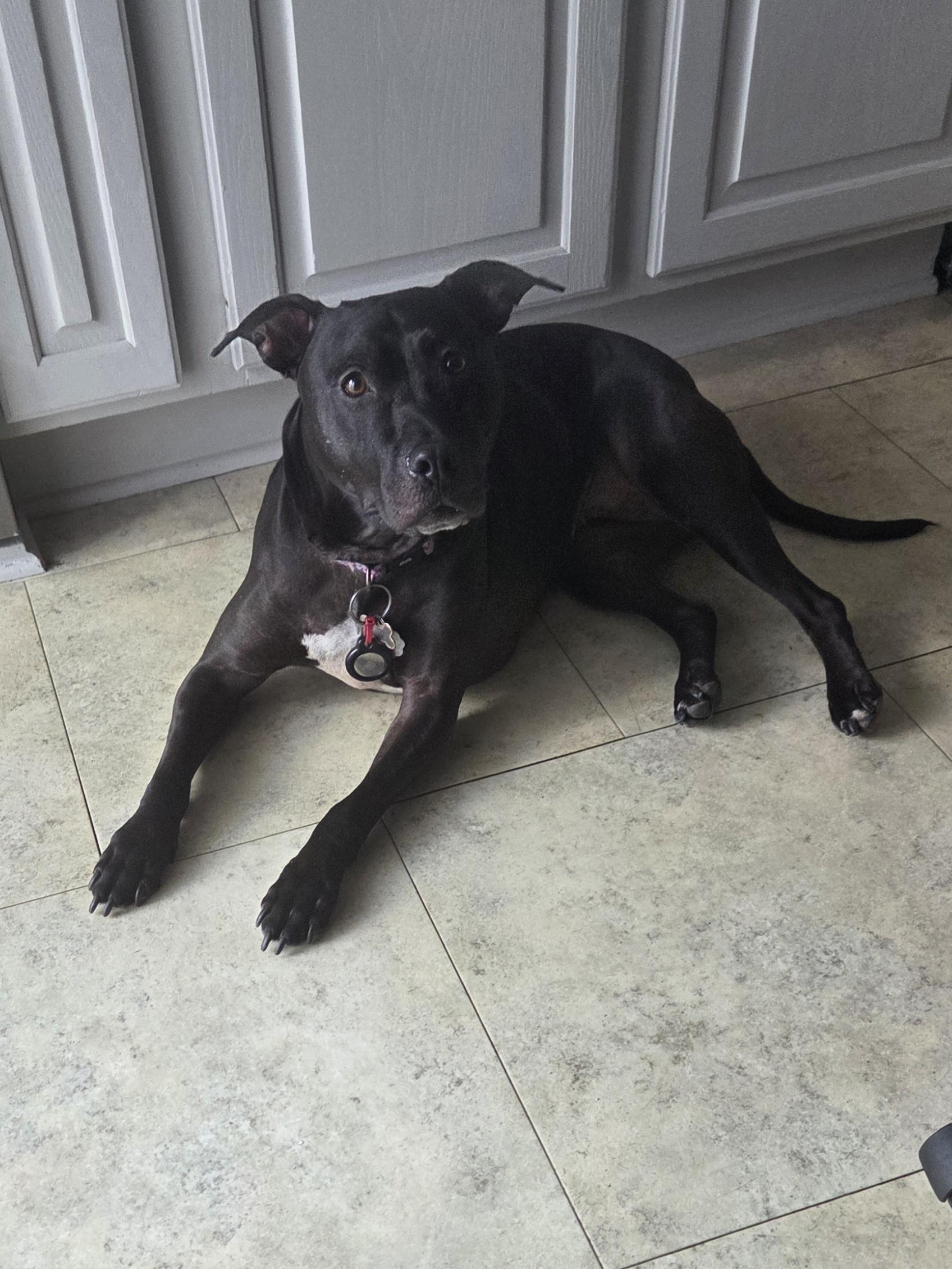 Bonnie, ADOPTABLE, Adult Female Pit Bull Terrier & Mixed Breed.