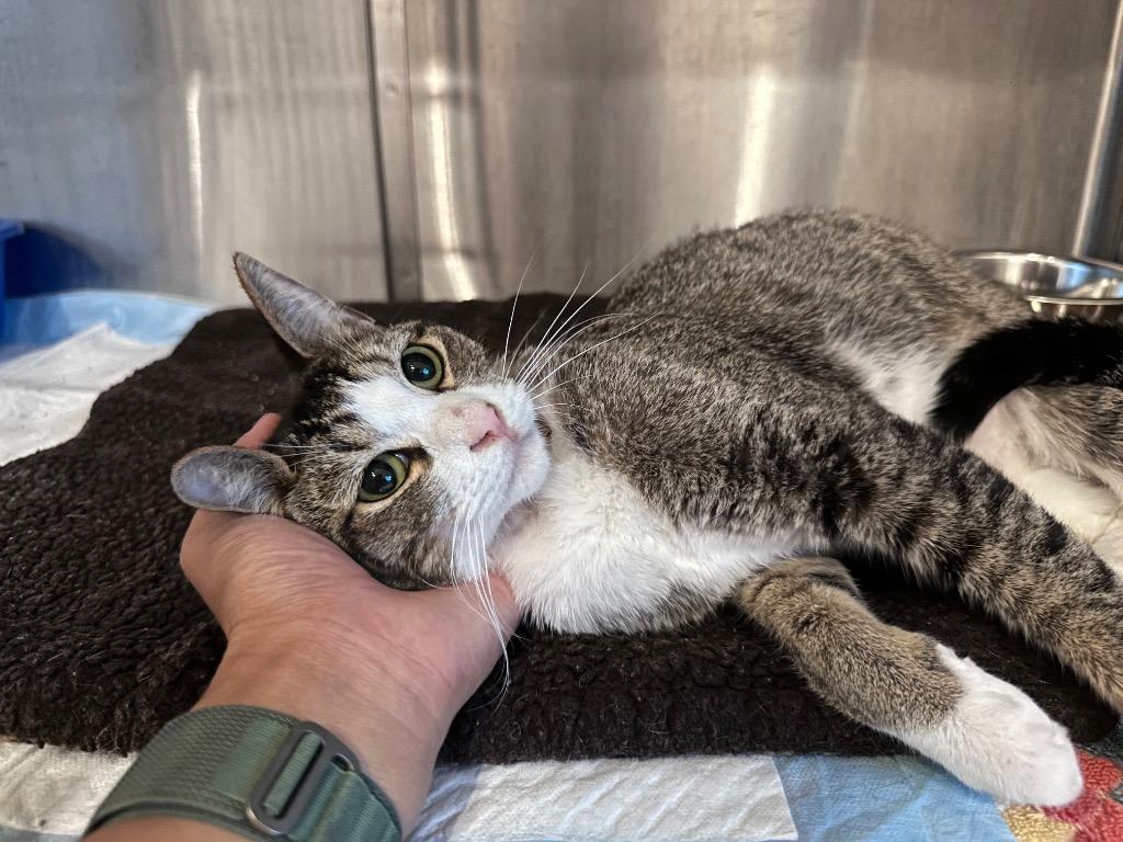 Ashley, Adopted, Adult Female Domestic Short Hair.