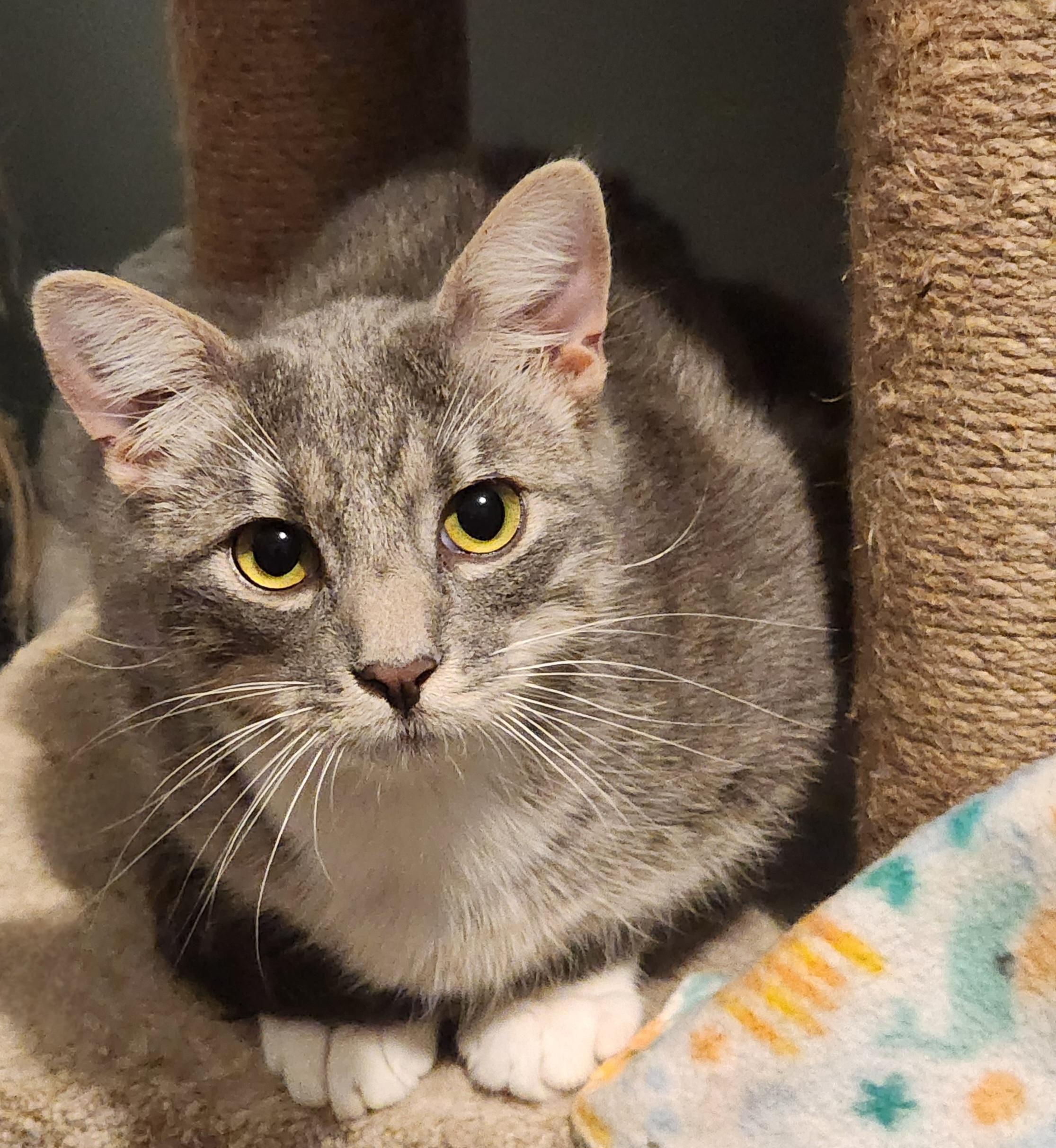 Wynn, a Adoptable Domestic Short Hair in Lincoln, NE image 1/4