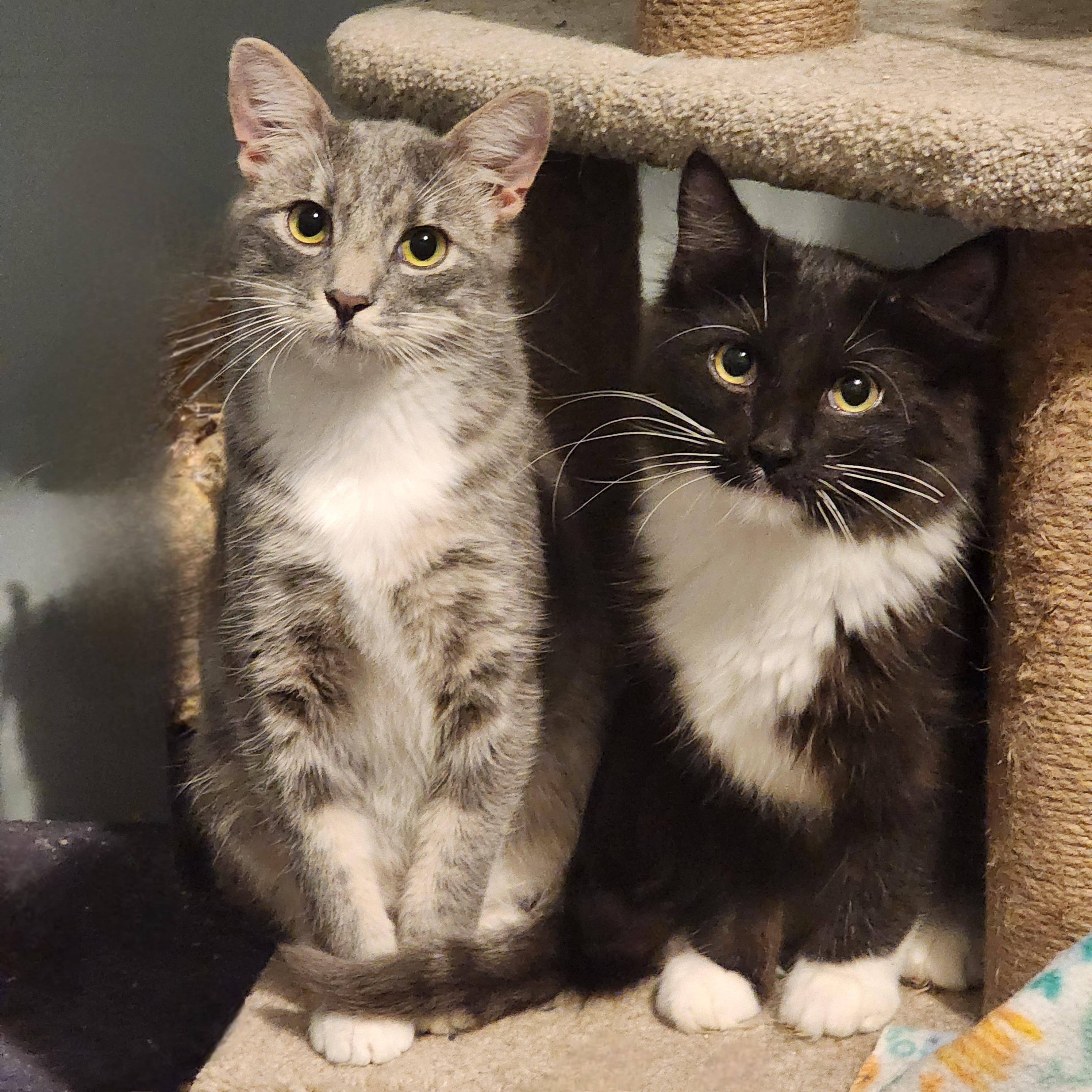 Wynn, a Adoptable Domestic Short Hair in Lincoln, NE image 4/4