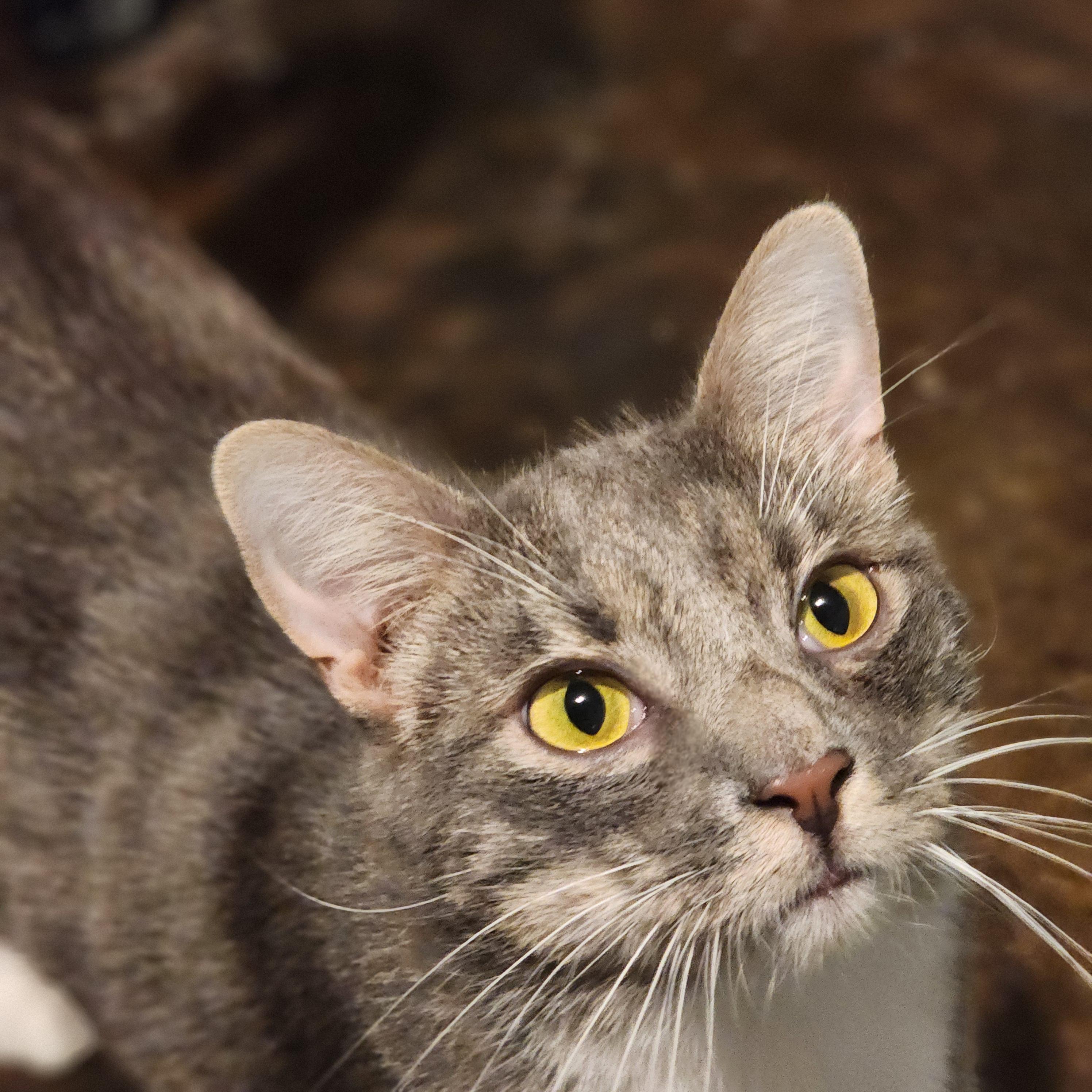 Wynn, a Adoptable Domestic Short Hair in Lincoln, NE image 3/4