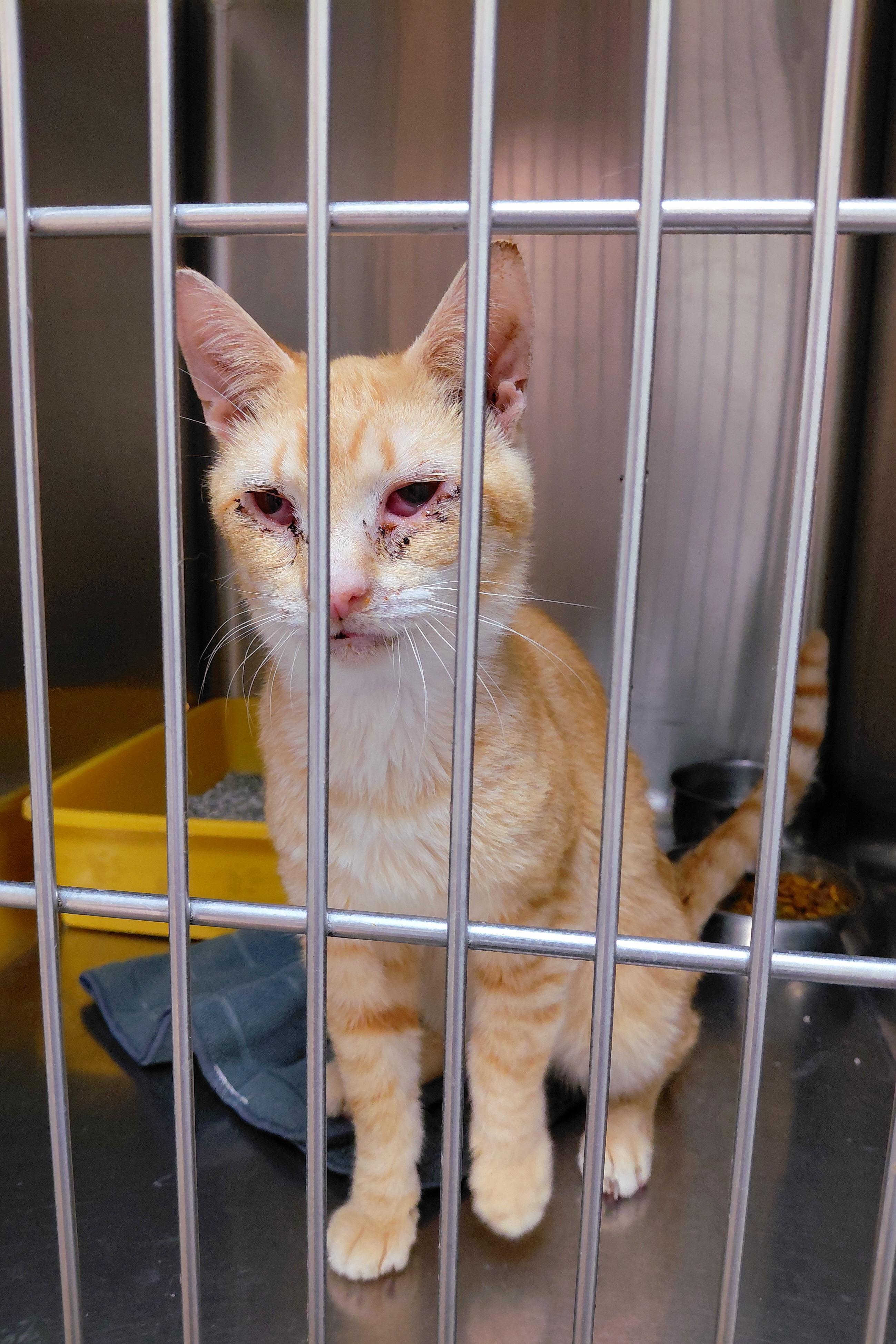 Cinnamon, Adoptable, Adult Male Domestic Short Hair.