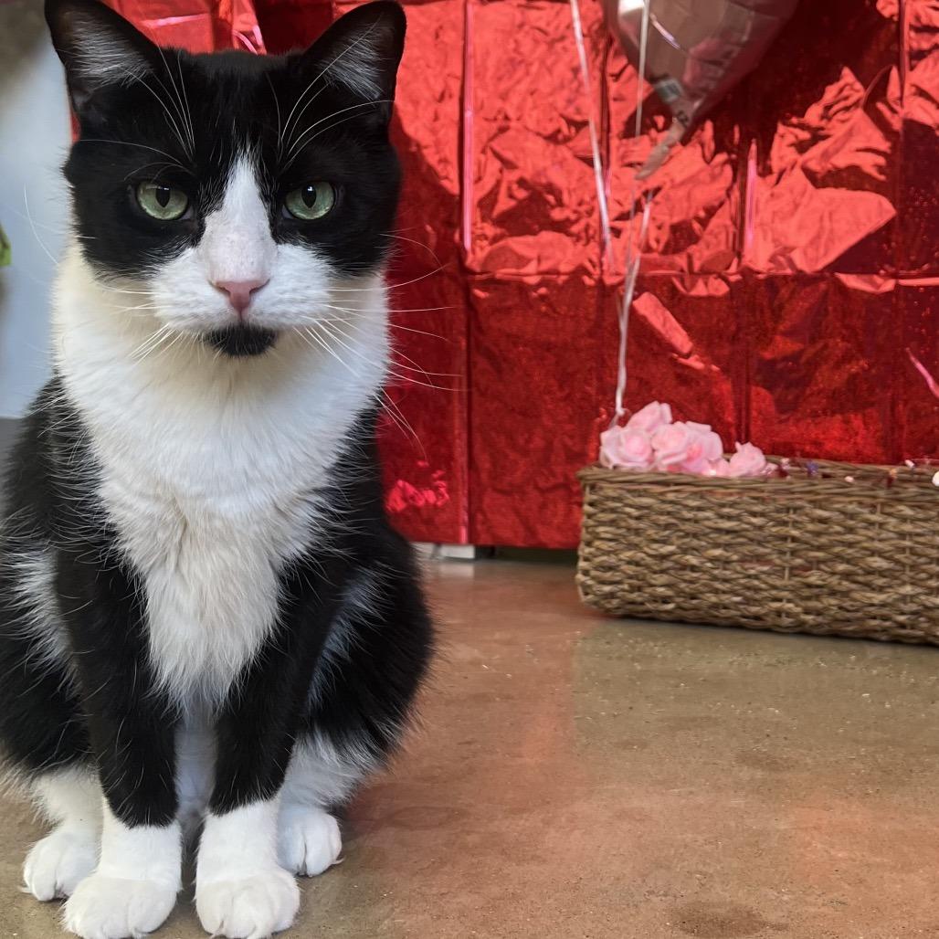 Enlarge Gorgonzola, a Adoptable Domestic Short Hair in Chicago, IL image 1/1