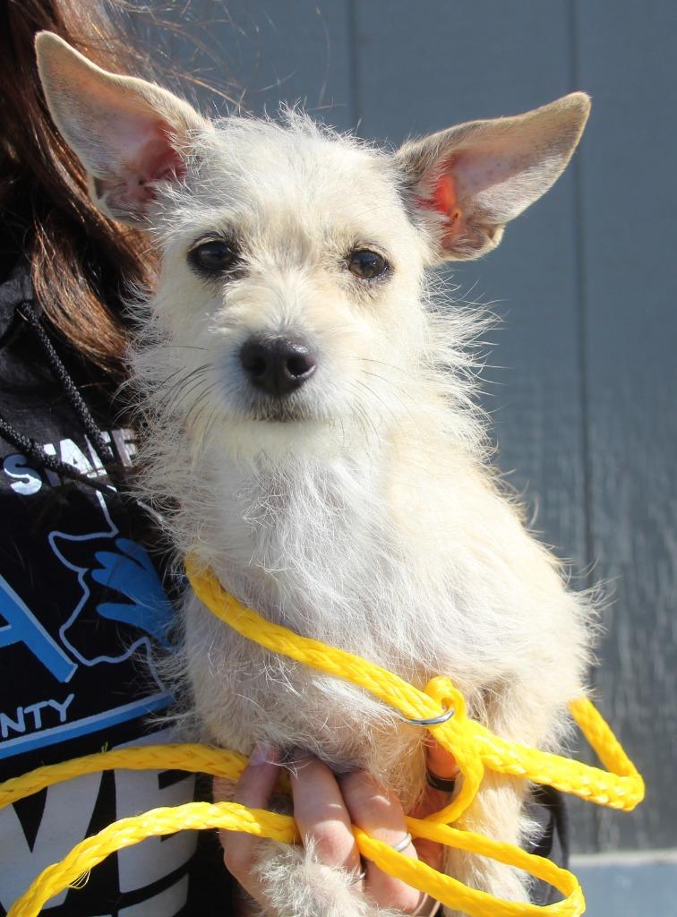 Enlarge Beazus, a Adoptable mixed breed in Vacaville, CA image 1/1
