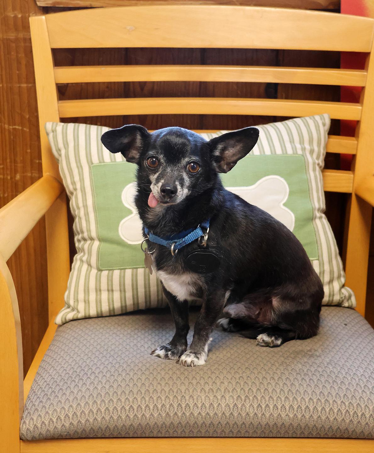 Enlarge Kaner, a Adoptable mixed breed in Harrison, NY image 5/6