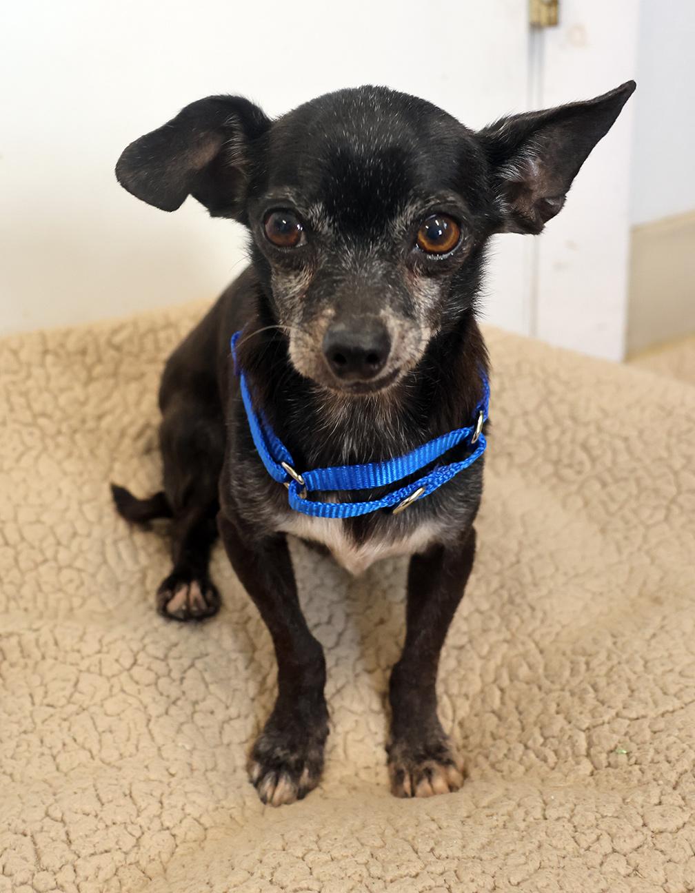 Enlarge Kaner, a Adoptable mixed breed in Harrison, NY image 3/4