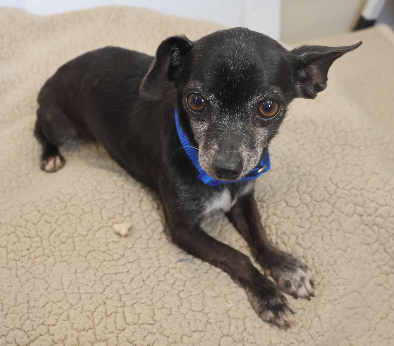 Enlarge Kaner, a Adoptable mixed breed in Harrison, NY image 4/4