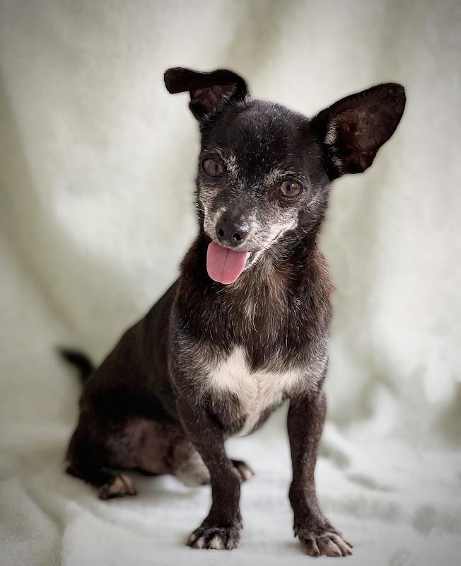 Enlarge Kaner, a Adoptable mixed breed in Harrison, NY image 2/4