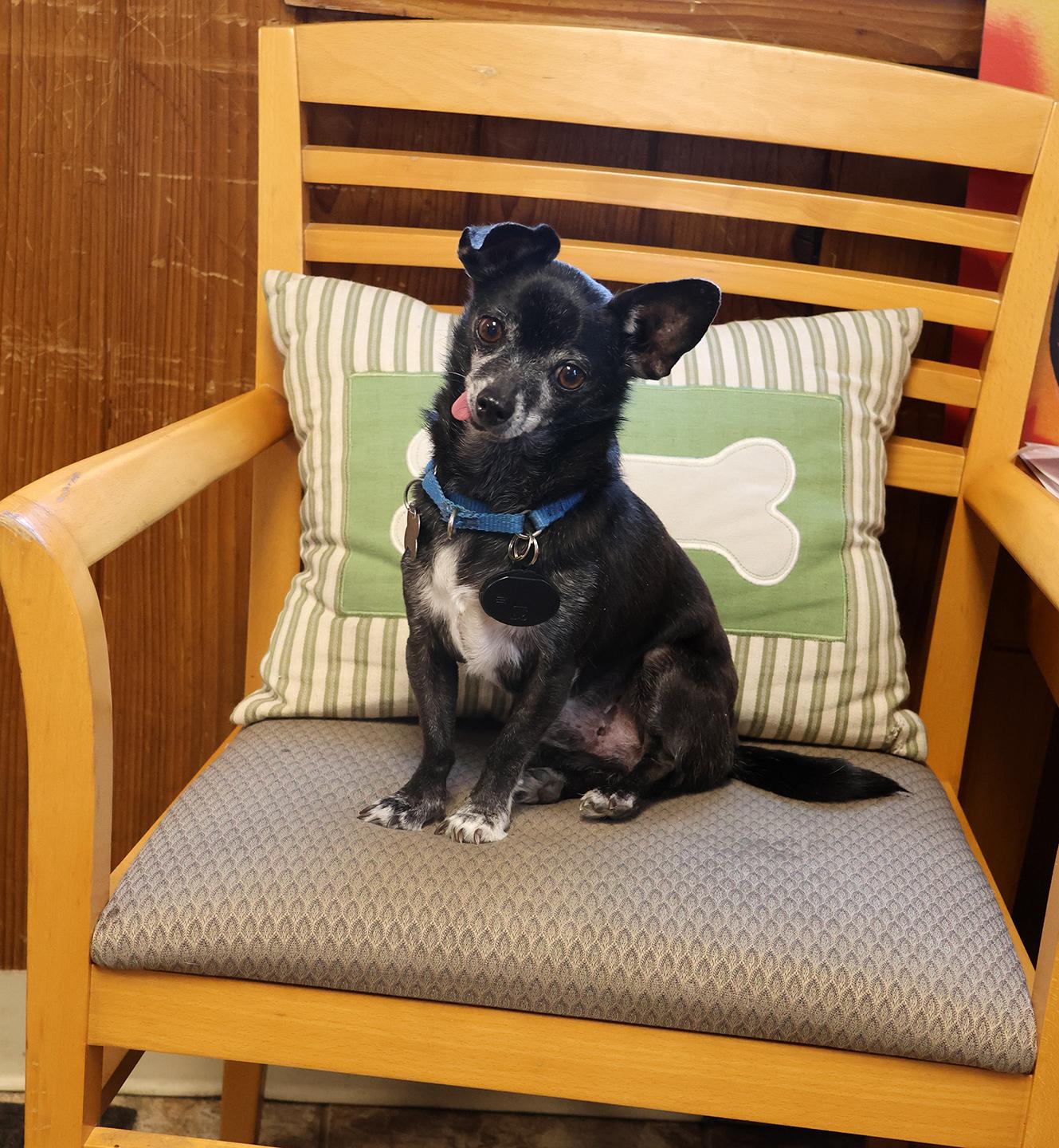 Enlarge Kaner, a Adoptable mixed breed in Harrison, NY image 6/6