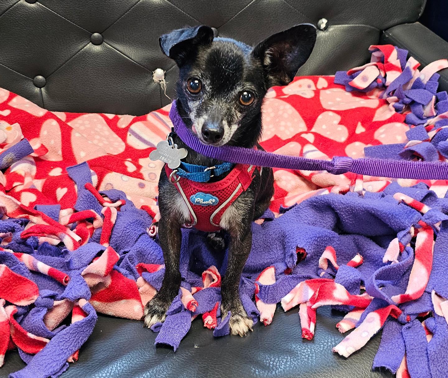 Kaner, Adoptable, Adult Male Chihuahua.