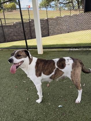 Enlarge Virginia, a Adoptable mixed breed in Daphne, AL image 1/2