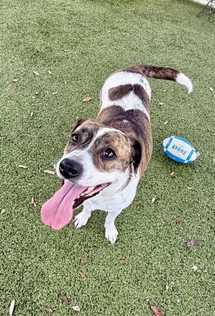 Enlarge Virginia, a Adoptable mixed breed in Daphne, AL image 2/2