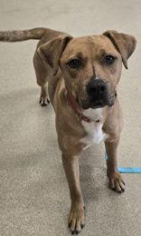 Enlarge Rowan, a Adoptable Rhodesian Ridgeback in Oskaloosa, IA image 1/2