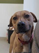 Enlarge Rowan, a Adoptable Rhodesian Ridgeback in Oskaloosa, IA image 2/2