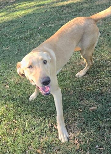 Enlarge Daisy 70, a Adoptable mixed breed in Killingworth, CT image 2/5