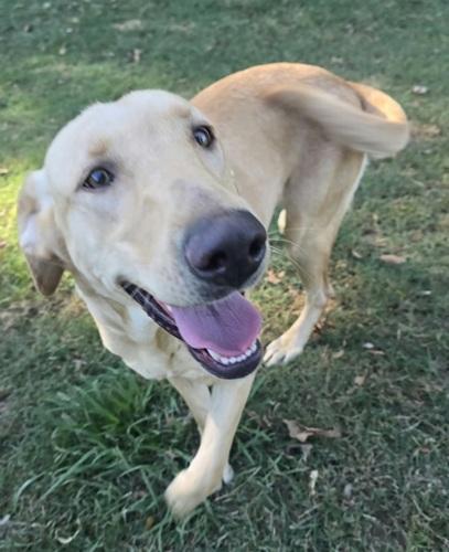 Enlarge Daisy 70, a Adoptable mixed breed in Killingworth, CT image 3/5
