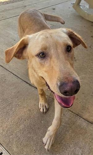 Enlarge Daisy 70, a Adoptable mixed breed in Killingworth, CT image 1/5