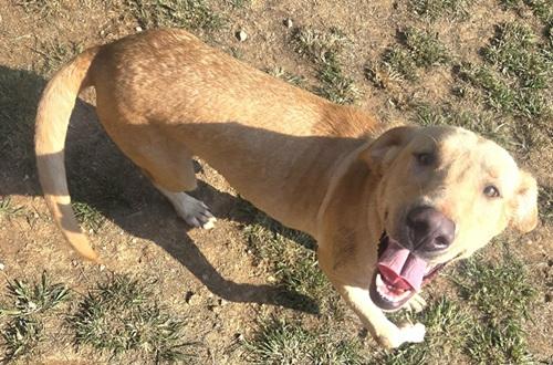 Enlarge Daisy 70, a Adoptable mixed breed in Killingworth, CT image 2/5